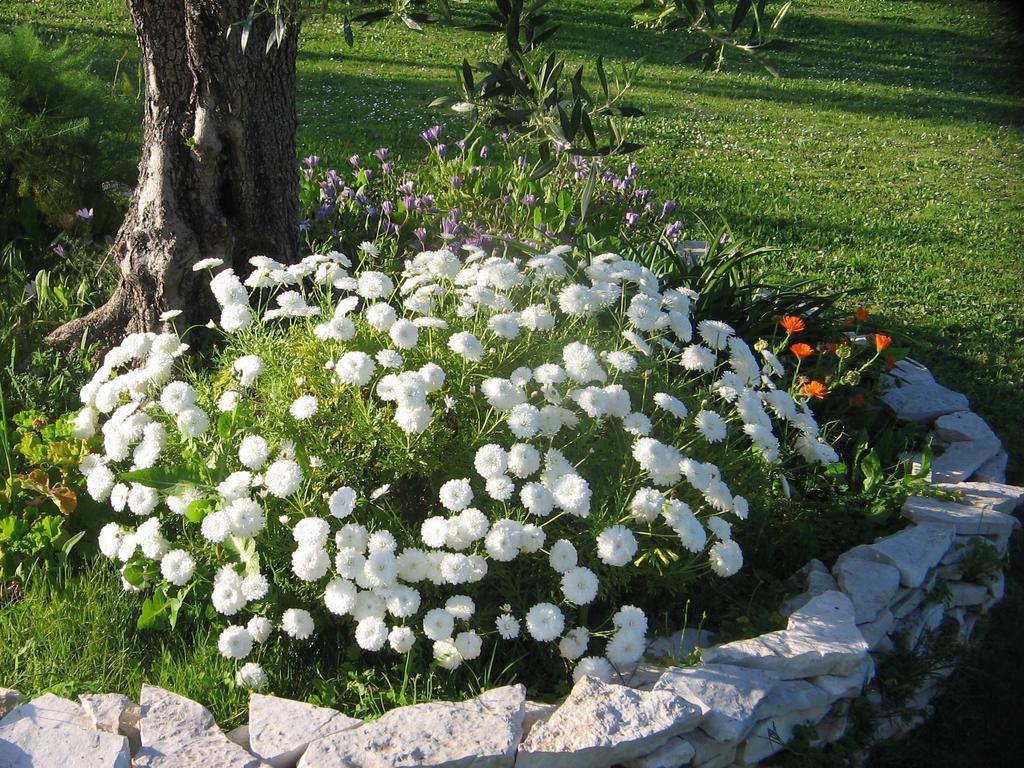 Dimaras Apartments Vasilikí 외부 사진